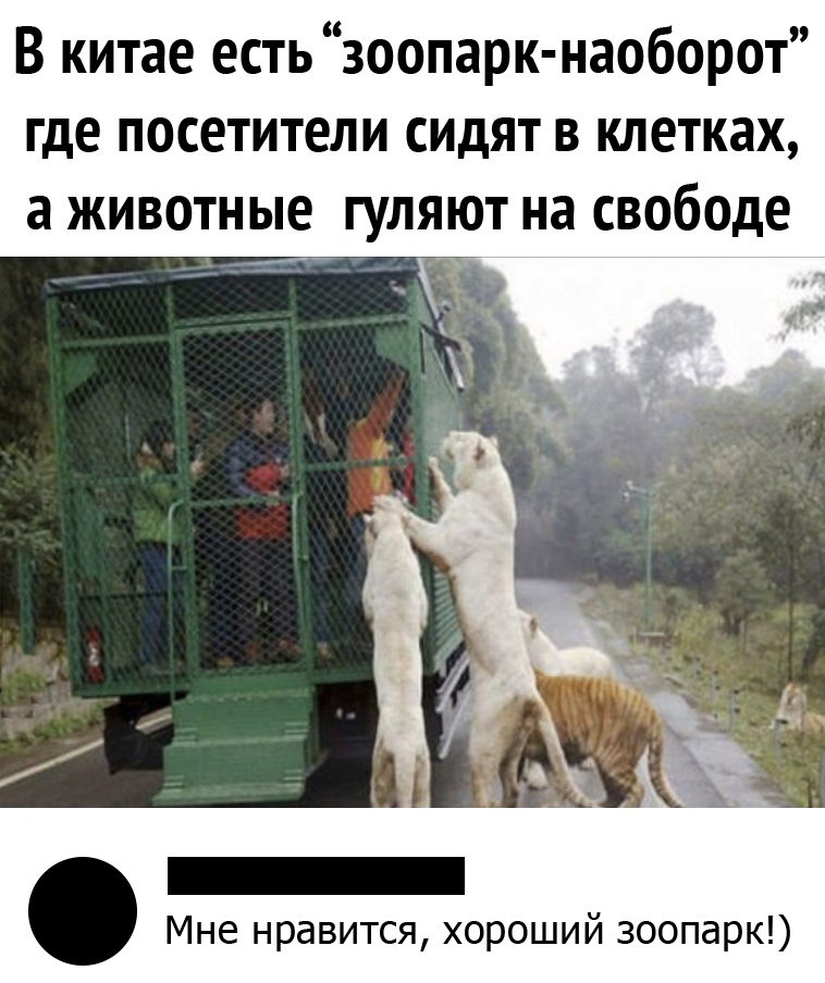 Гуляли на свободе. Гуляли на свободе. Стих про ночные мысли. Гуляли на свободе. Зоопарк наоборот в китае.