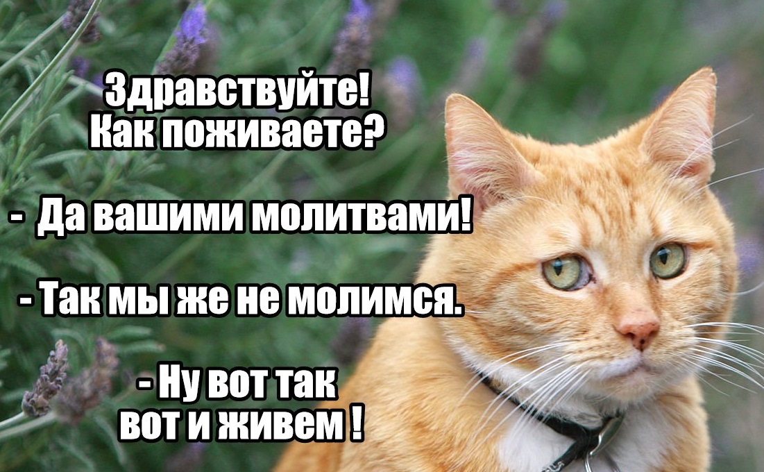 Прикольные картинки как поживаете